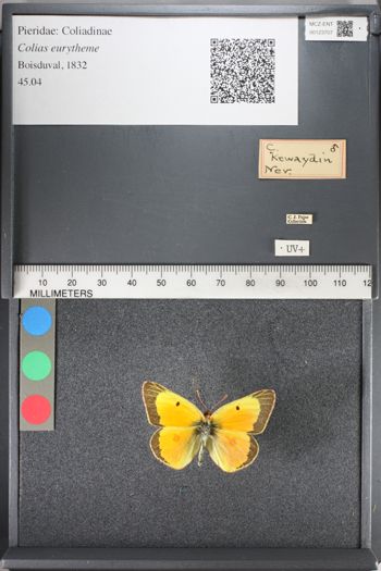 Media type: image;   Entomology 123707